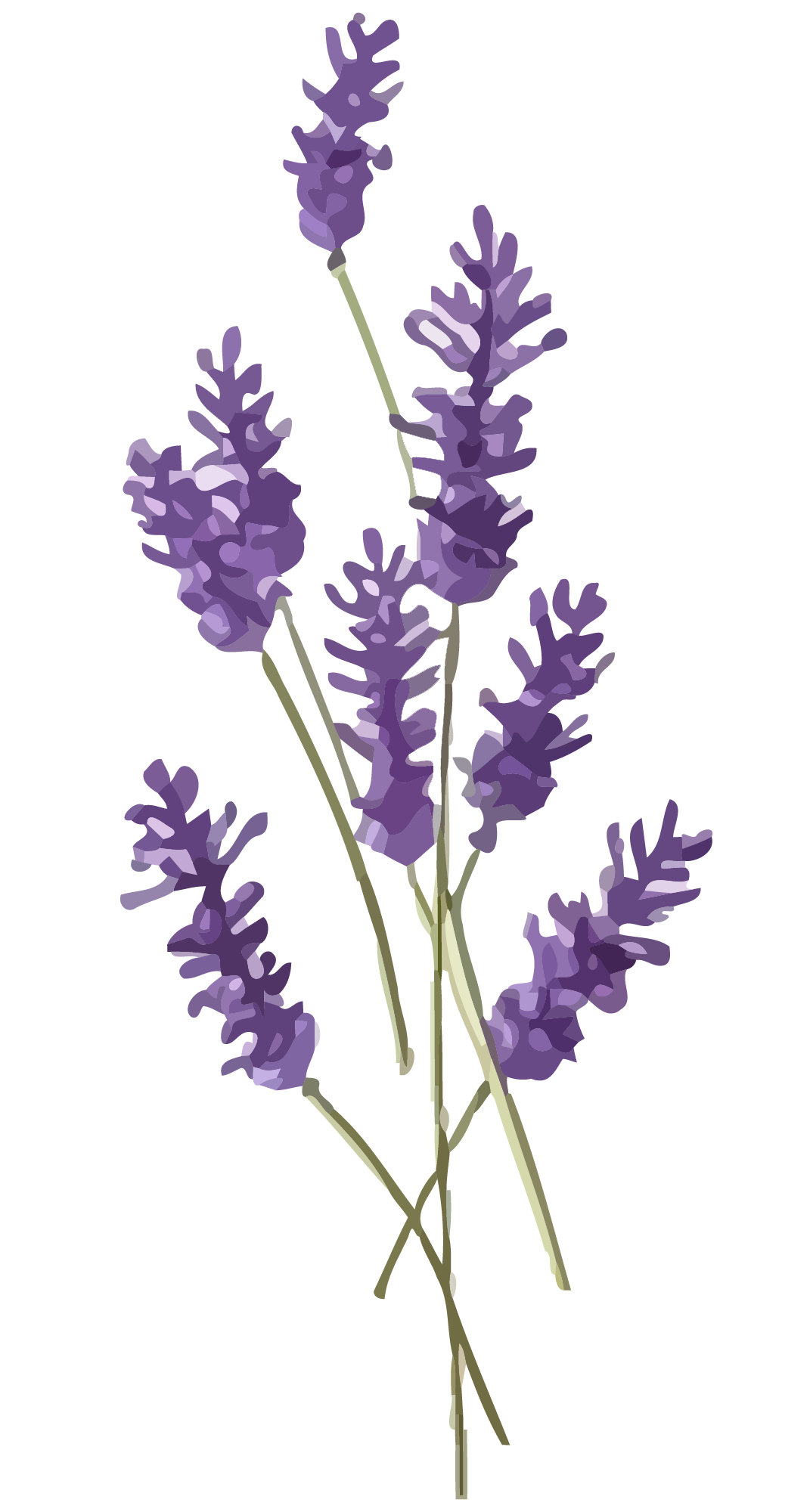 Botanical Body Lotion image 3